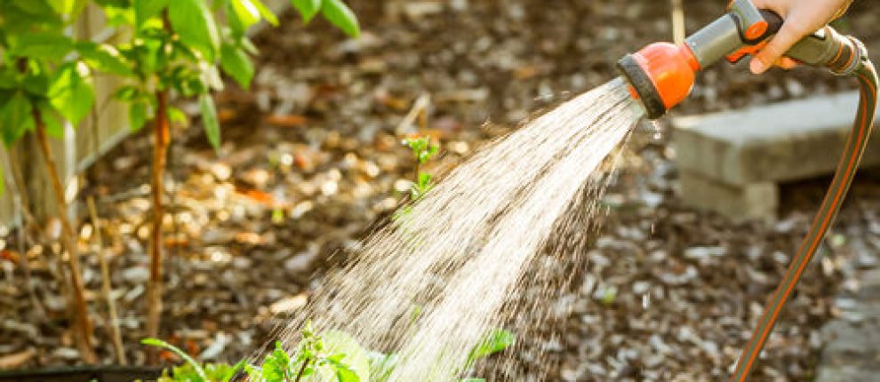 Watering salad in raised bed in garden. Gardening in spring time.